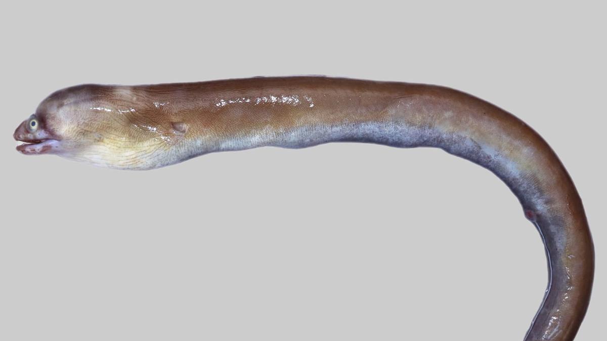 New species of Moray eel discovered off Cuddalore coast named after